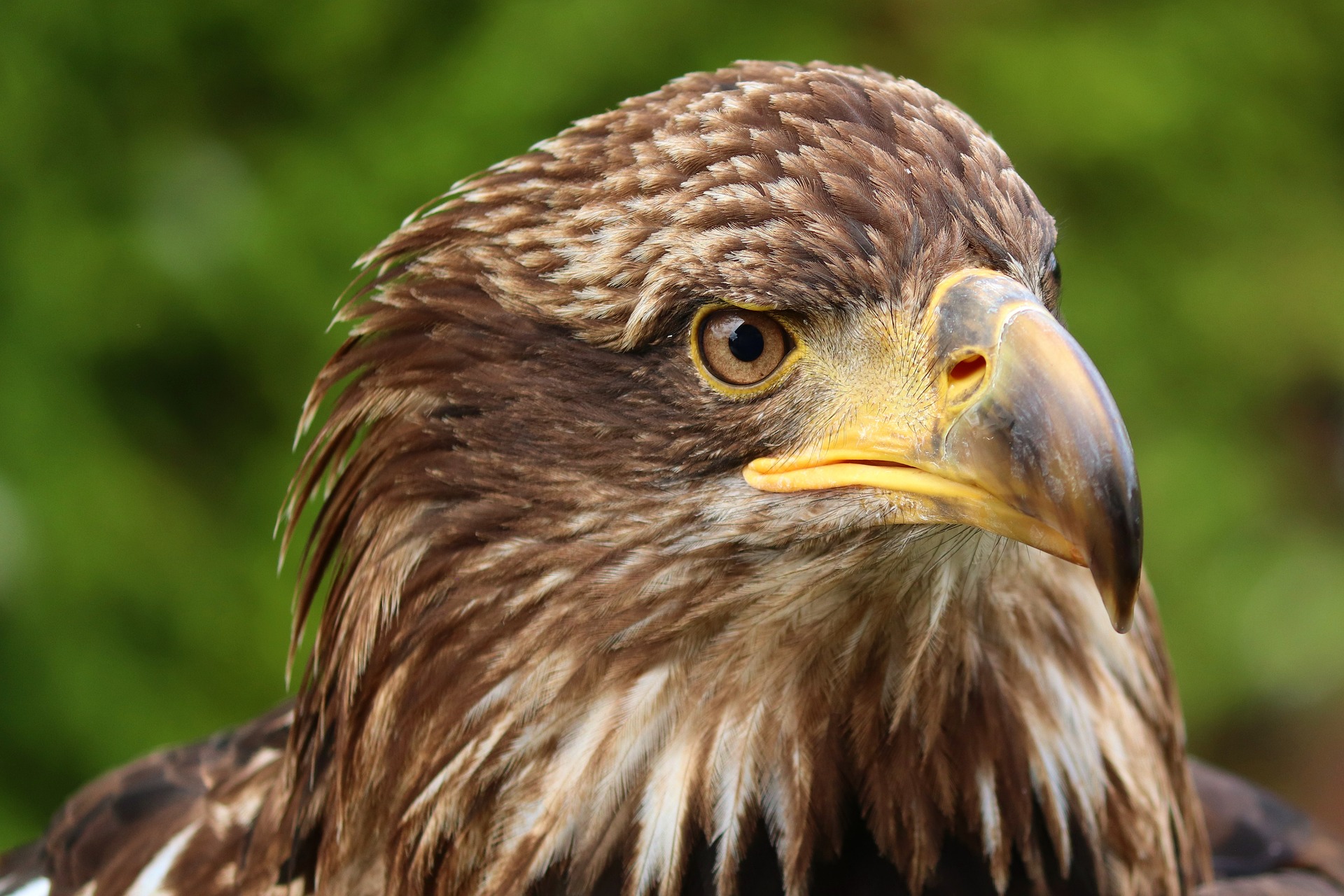 Golden eagle