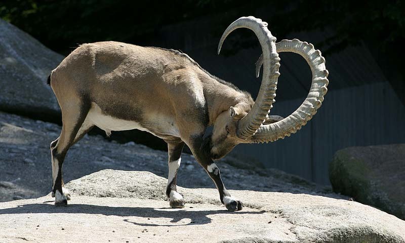 Himalayan ibex