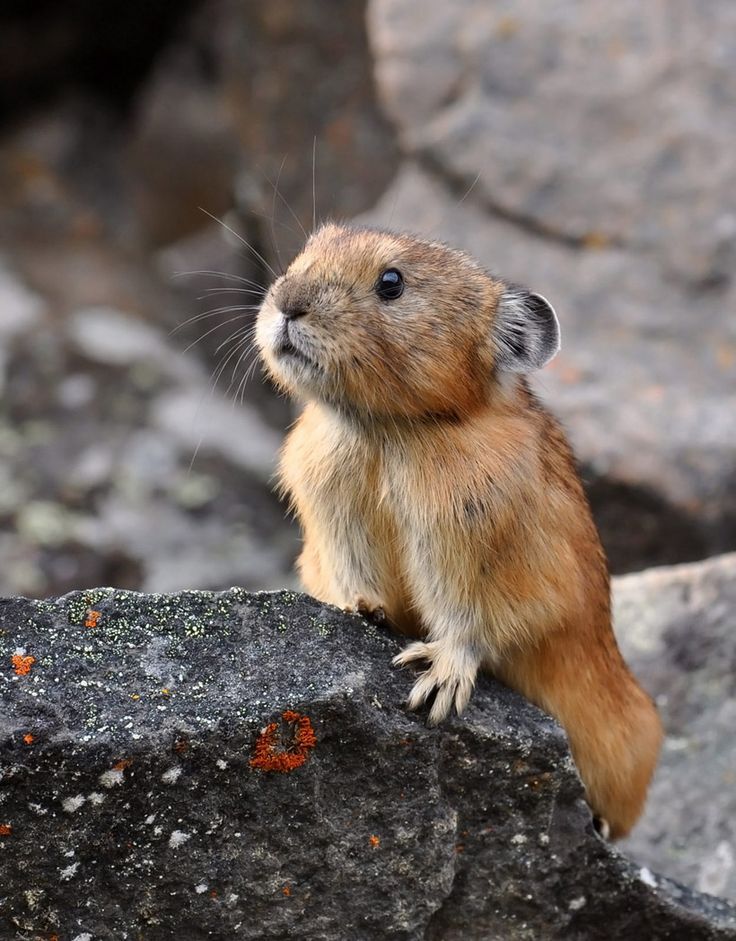 eared pika