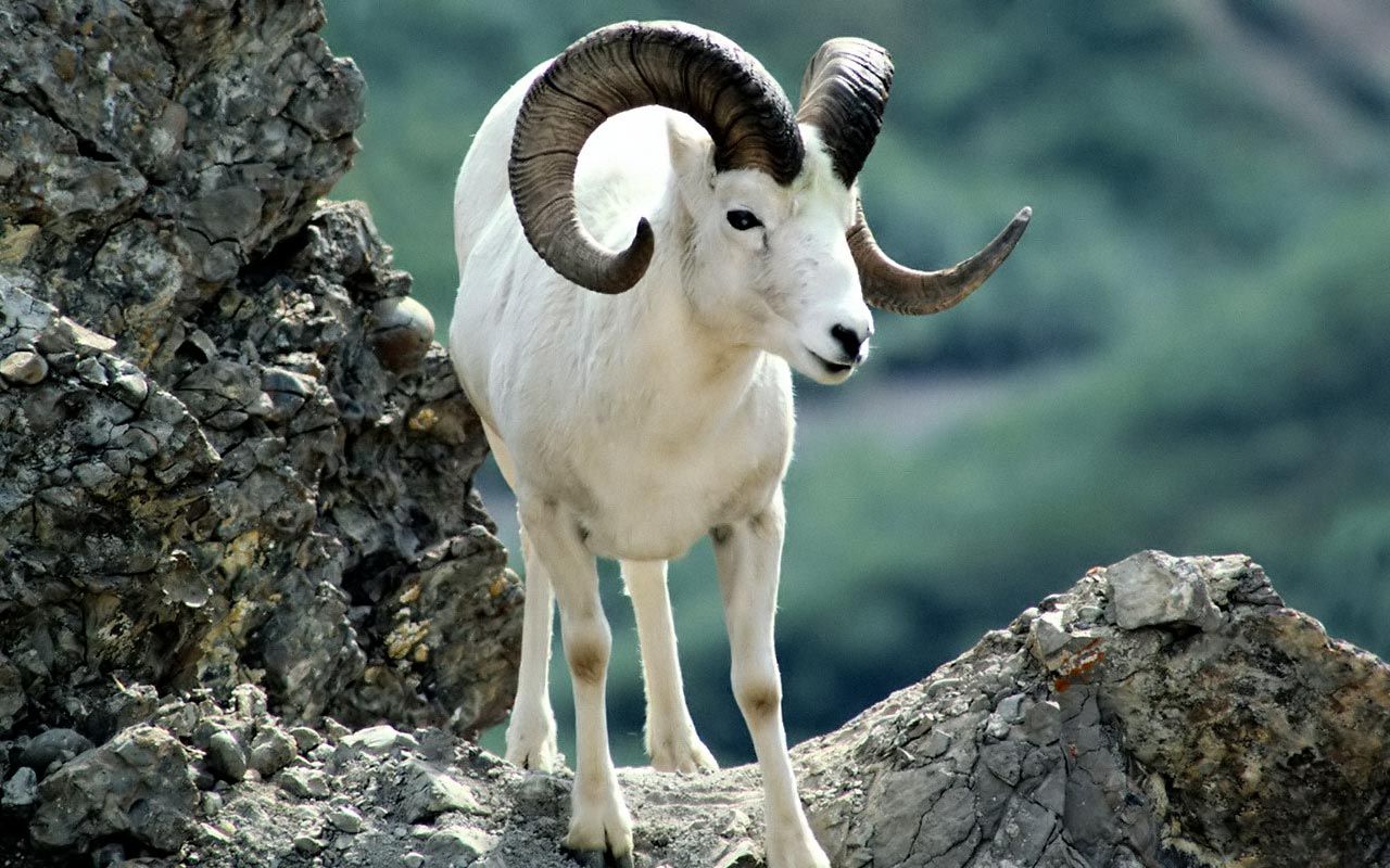 Marco Polo Sheep