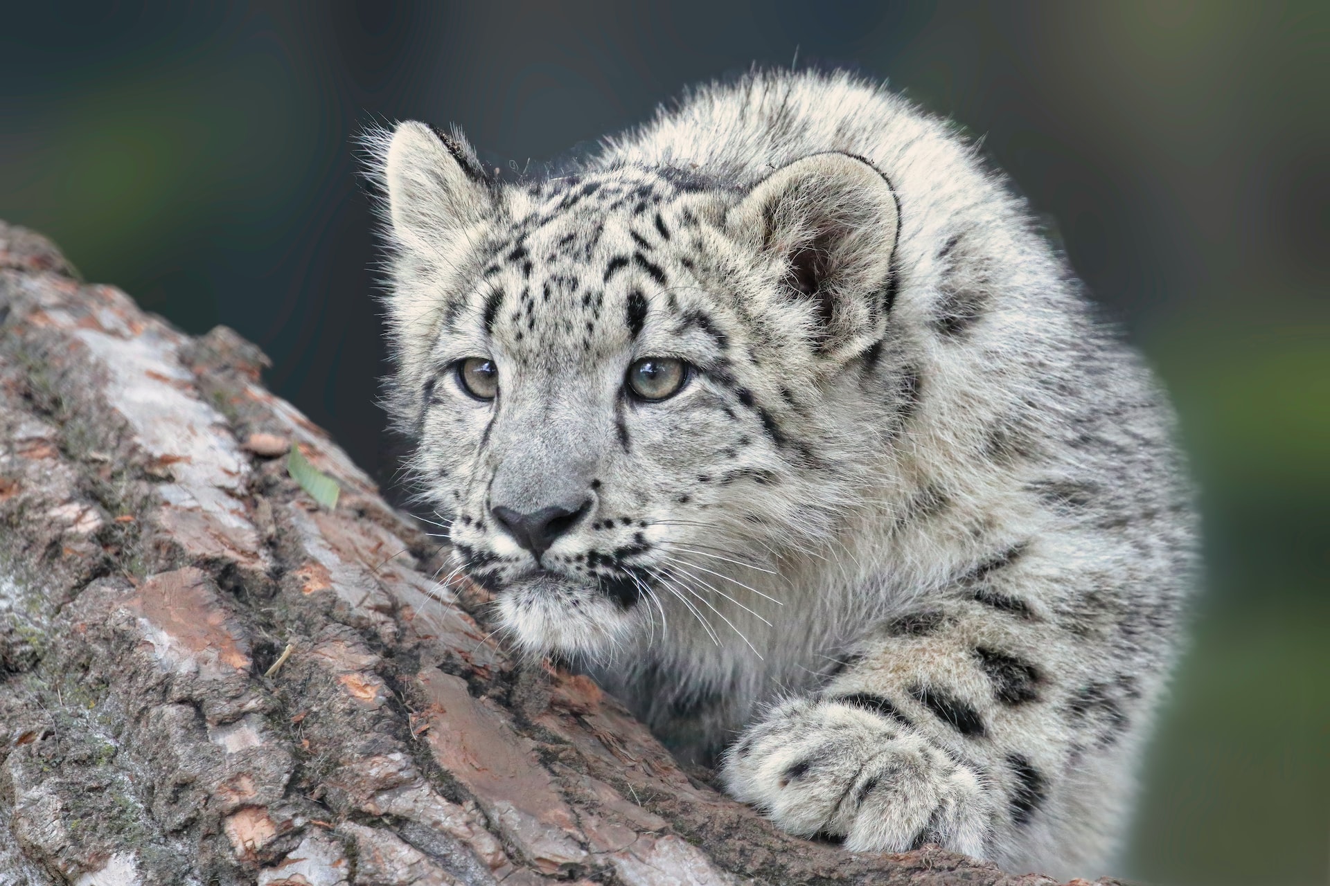 Snow leopard