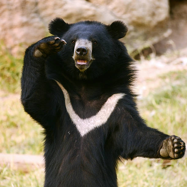 black bear