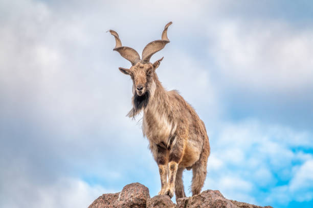 Kashmir markhor
                    