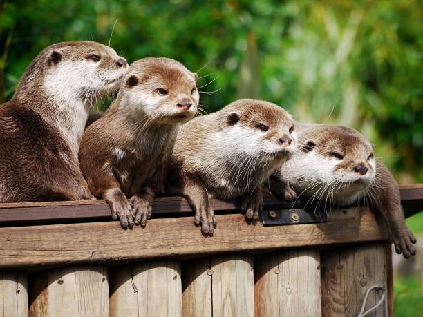 Eurasian otter