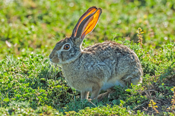 Cape Hare