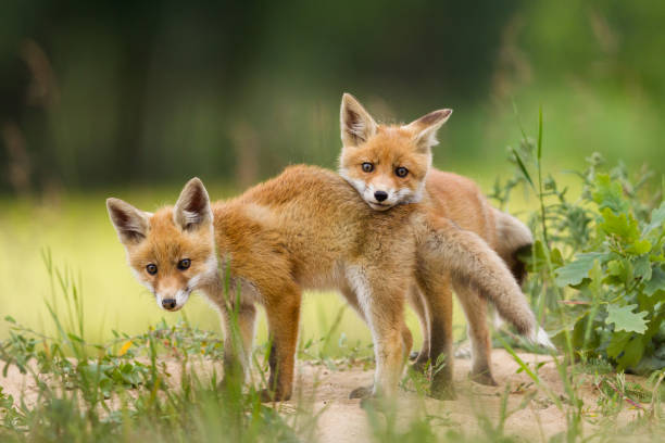  Red Fox