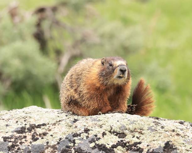 Golden Marmot