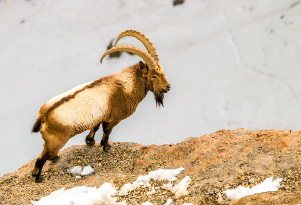 Siberian ibex