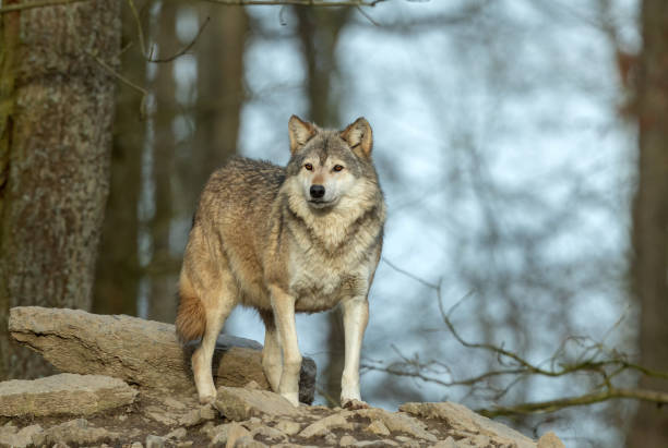  Grey Wolf