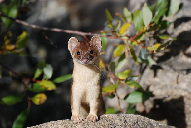 Mountain Weasel