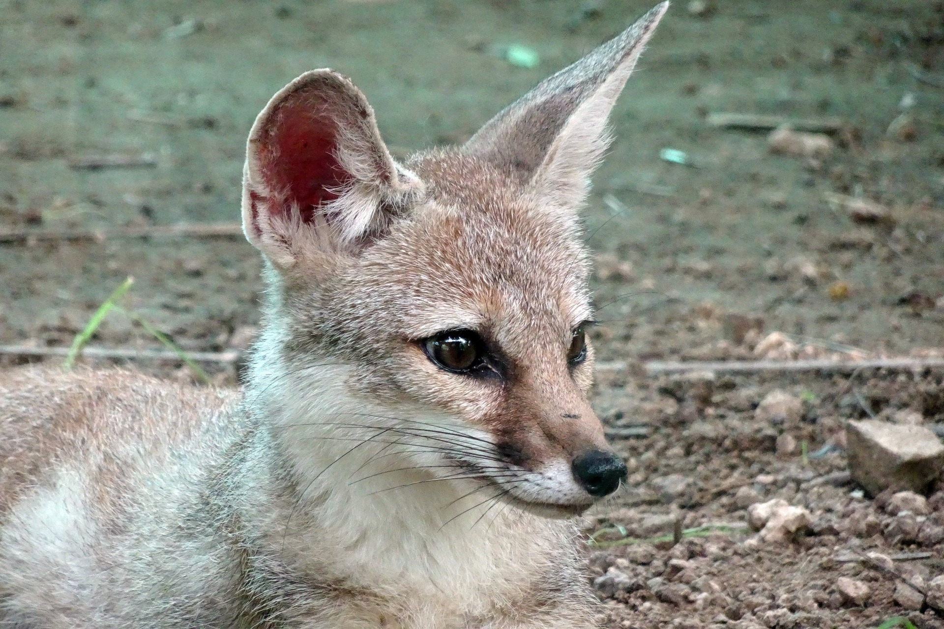 Bengal Fox