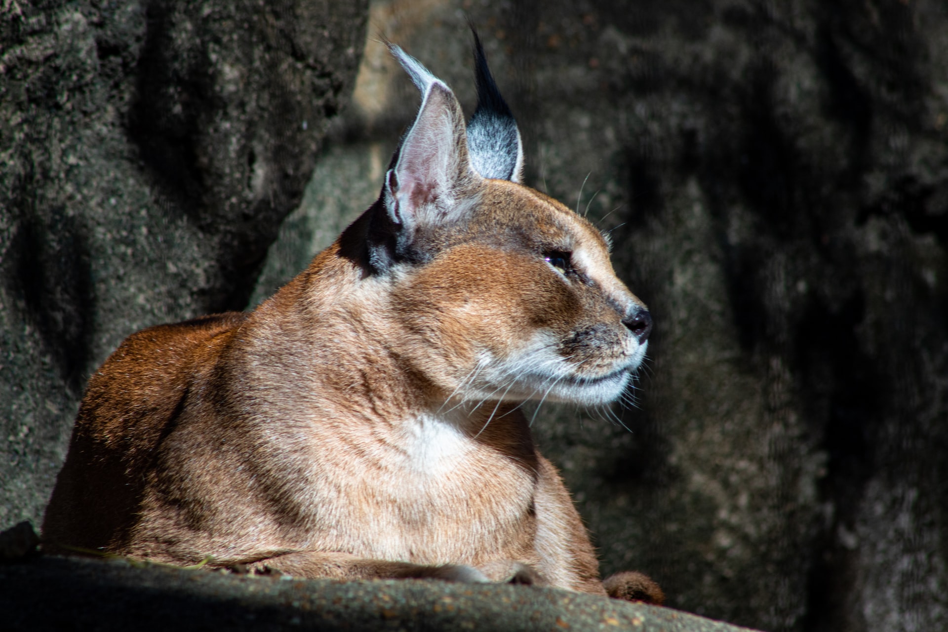 Caracal