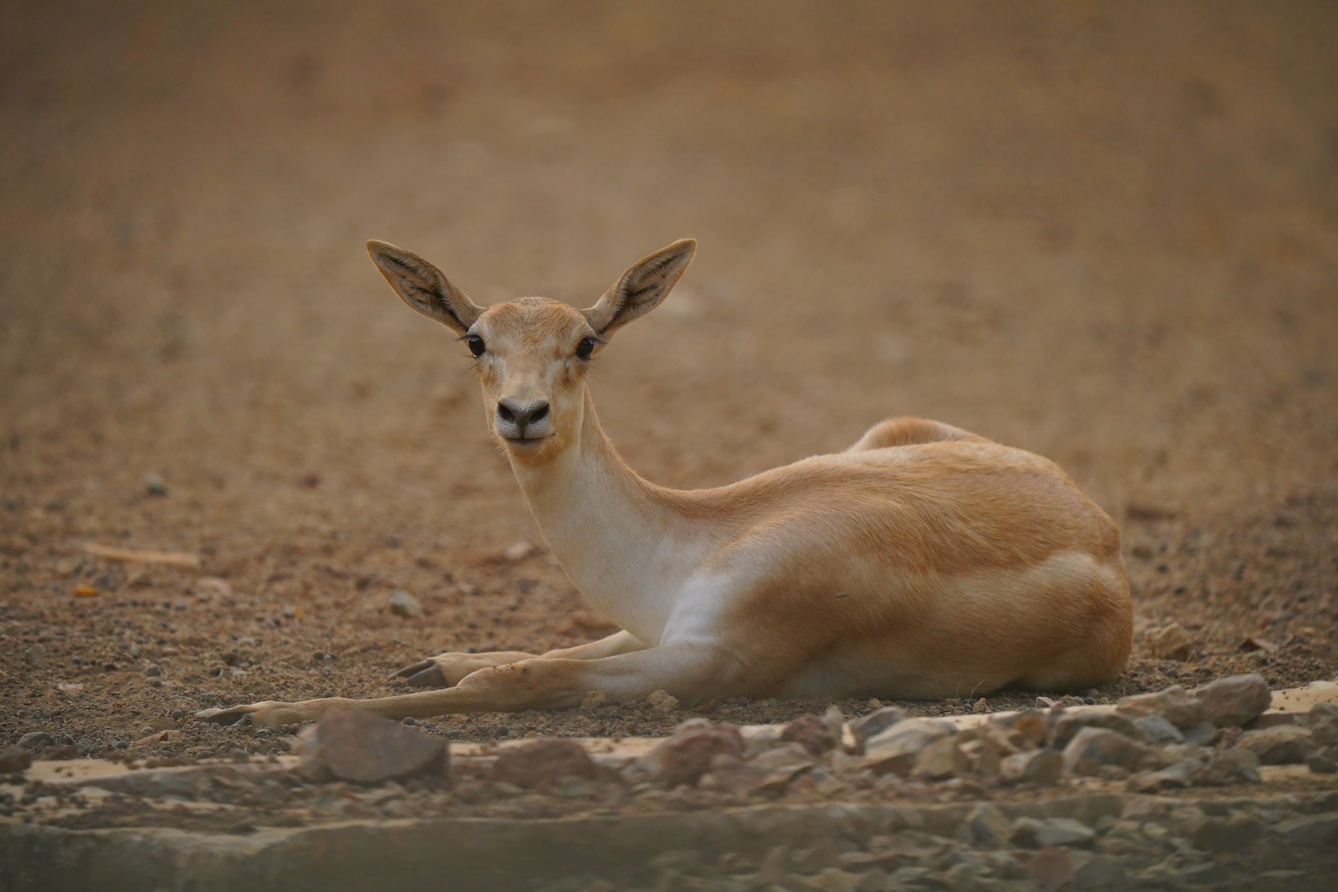 Chinkara