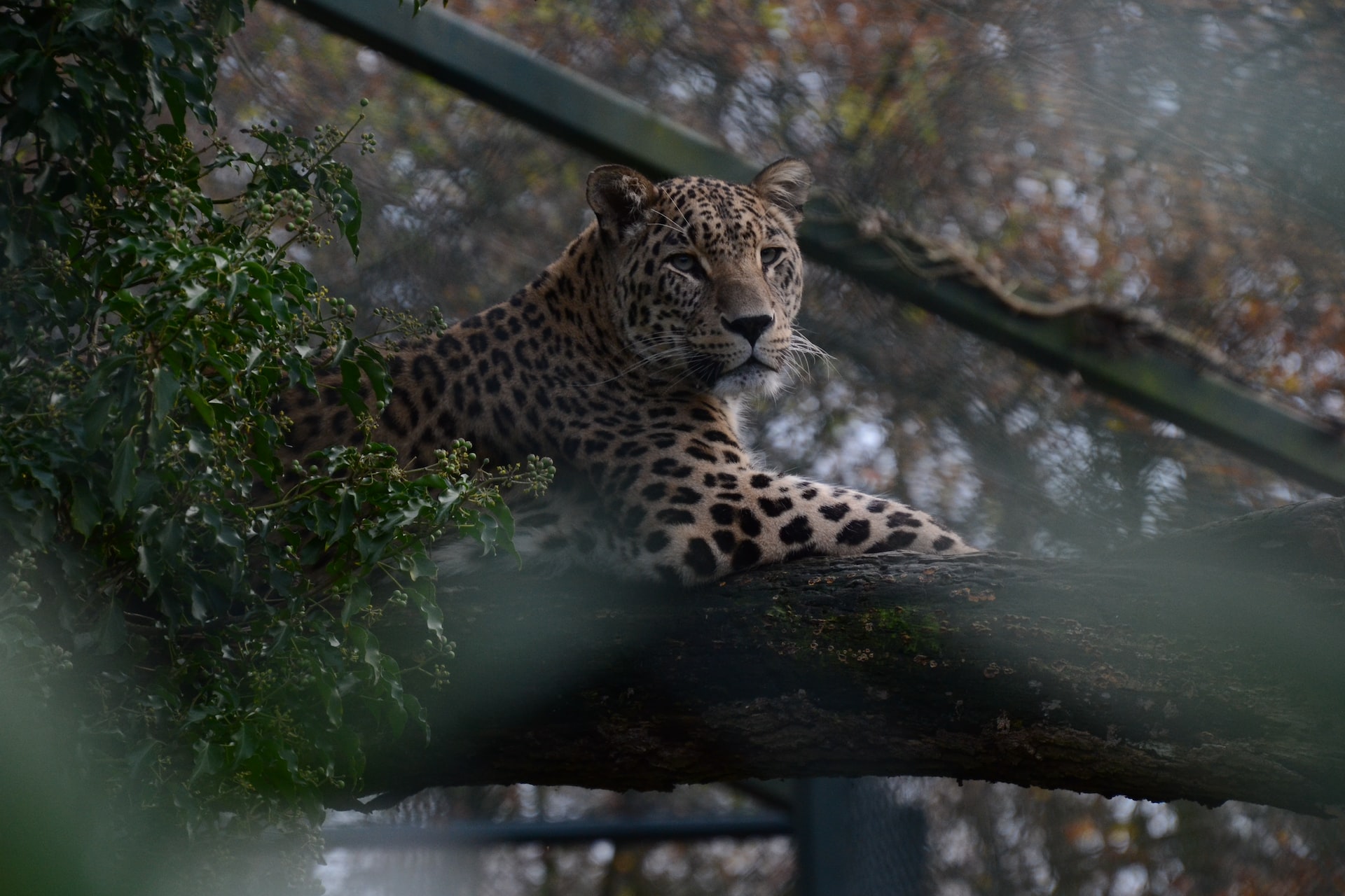 Persian leopard