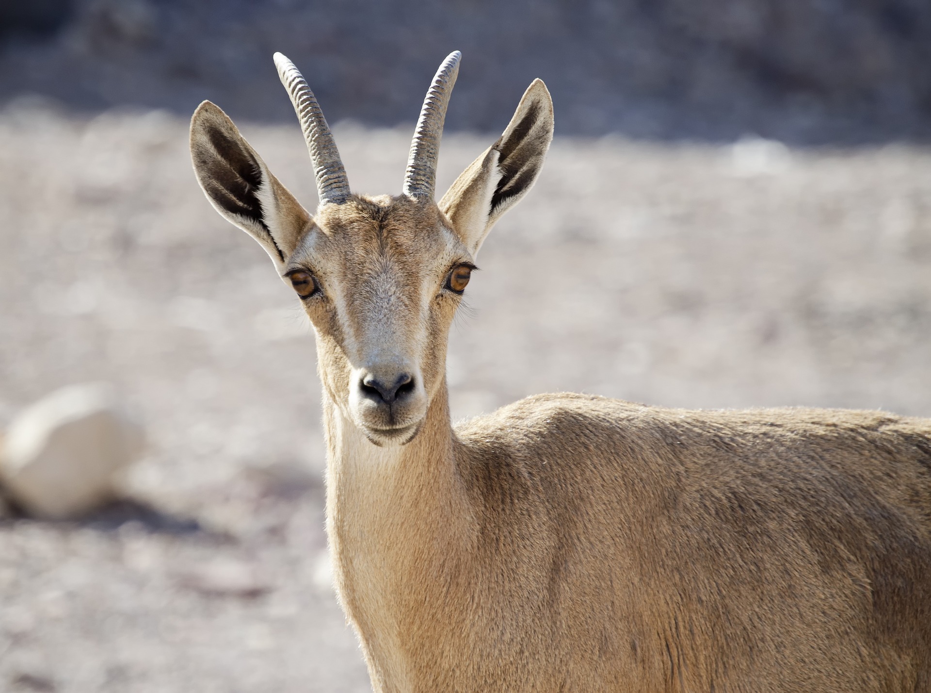 Sindhi Ibex