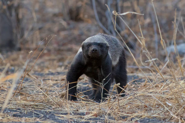 Honey Badger