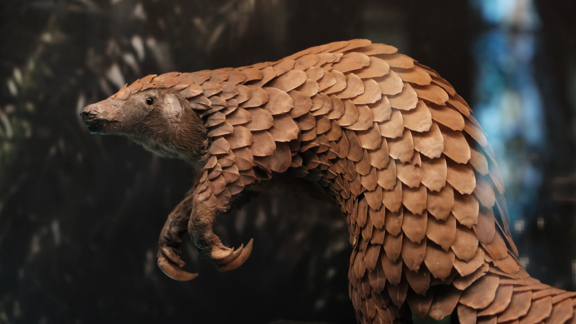 Indian pangolin