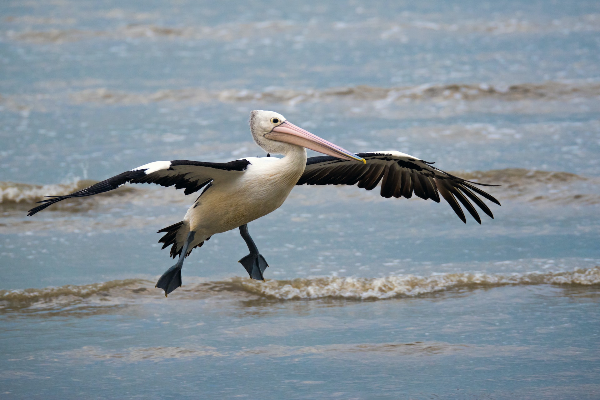pelican
