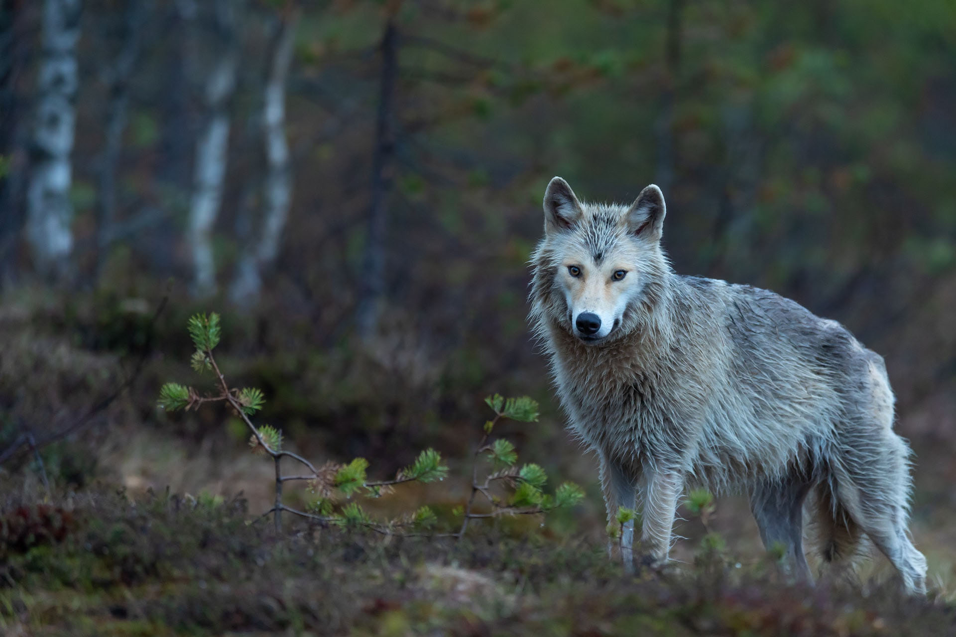 Indian Wolf